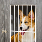 Close-up of dog face behind white bars on grey wooden crate door with lock