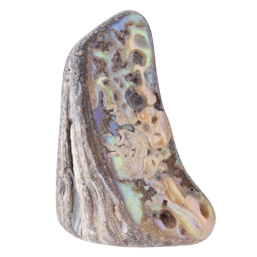 Abalone Shell Tumbled, Unsized, (sold singly)