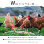 Chickens foraging together outdoors on grass in a yard feeding area