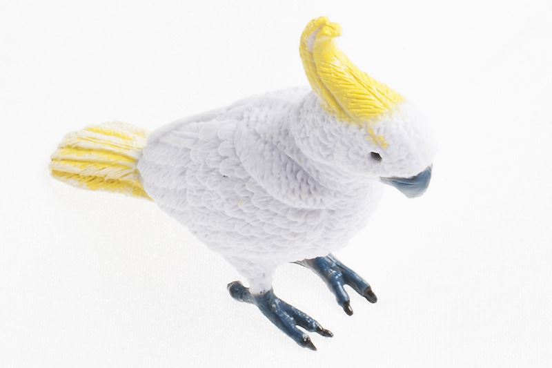 Sulphur Crested Cockatoo