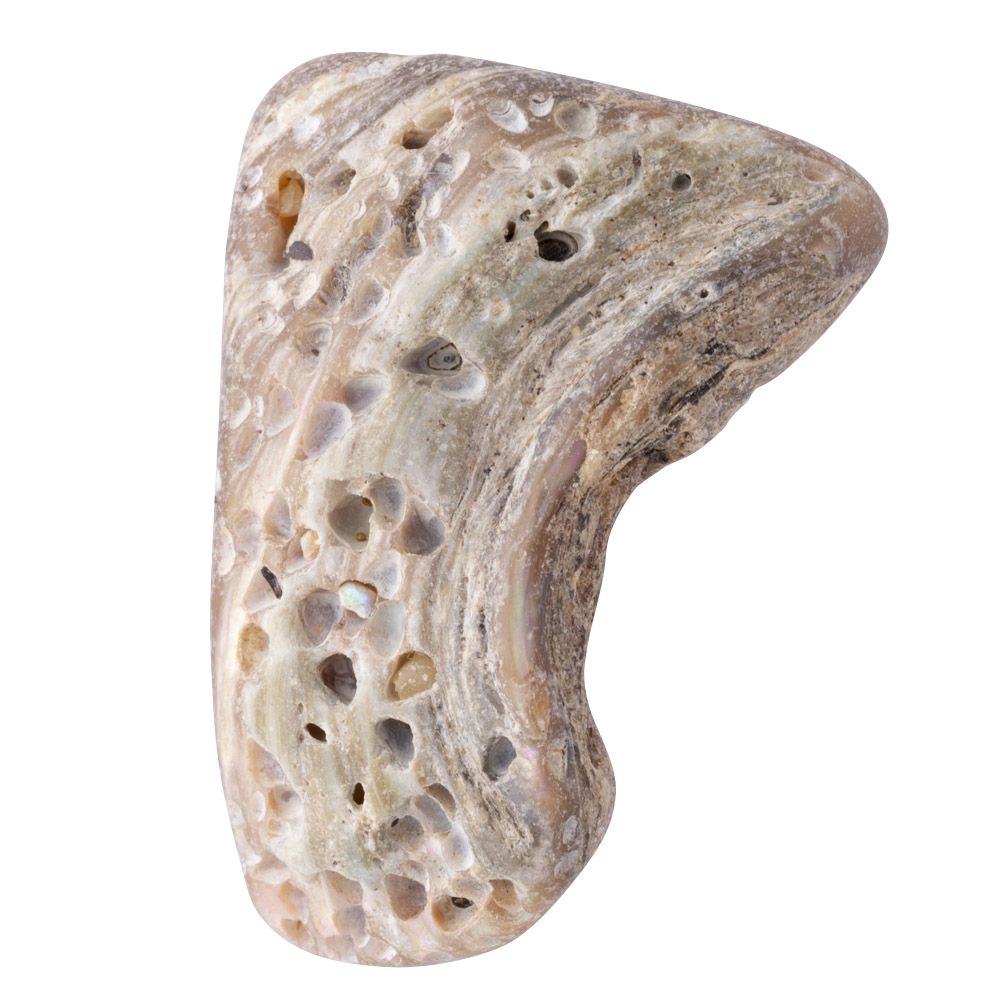 Abalone Shell Tumbled, Unsized, (sold singly)