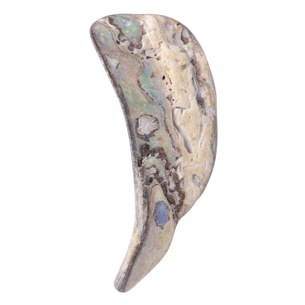 Abalone Shell Tumbled, Unsized, (sold singly)