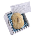 C021966-b-mosasaur-tooth-gift-boxed-with-id-card_1 - Bobobiy