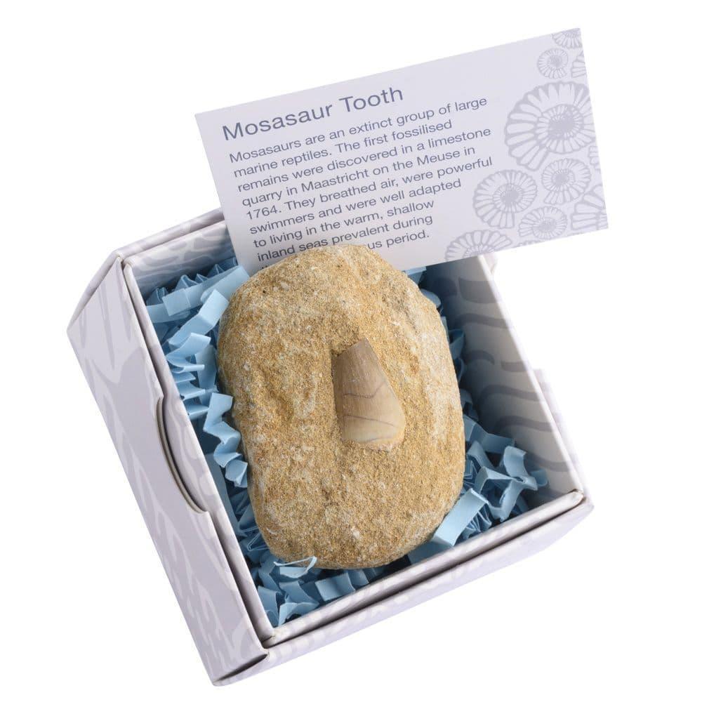 C021966-b-mosasaur-tooth-gift-boxed-with-id-card_1 - Bobobiy