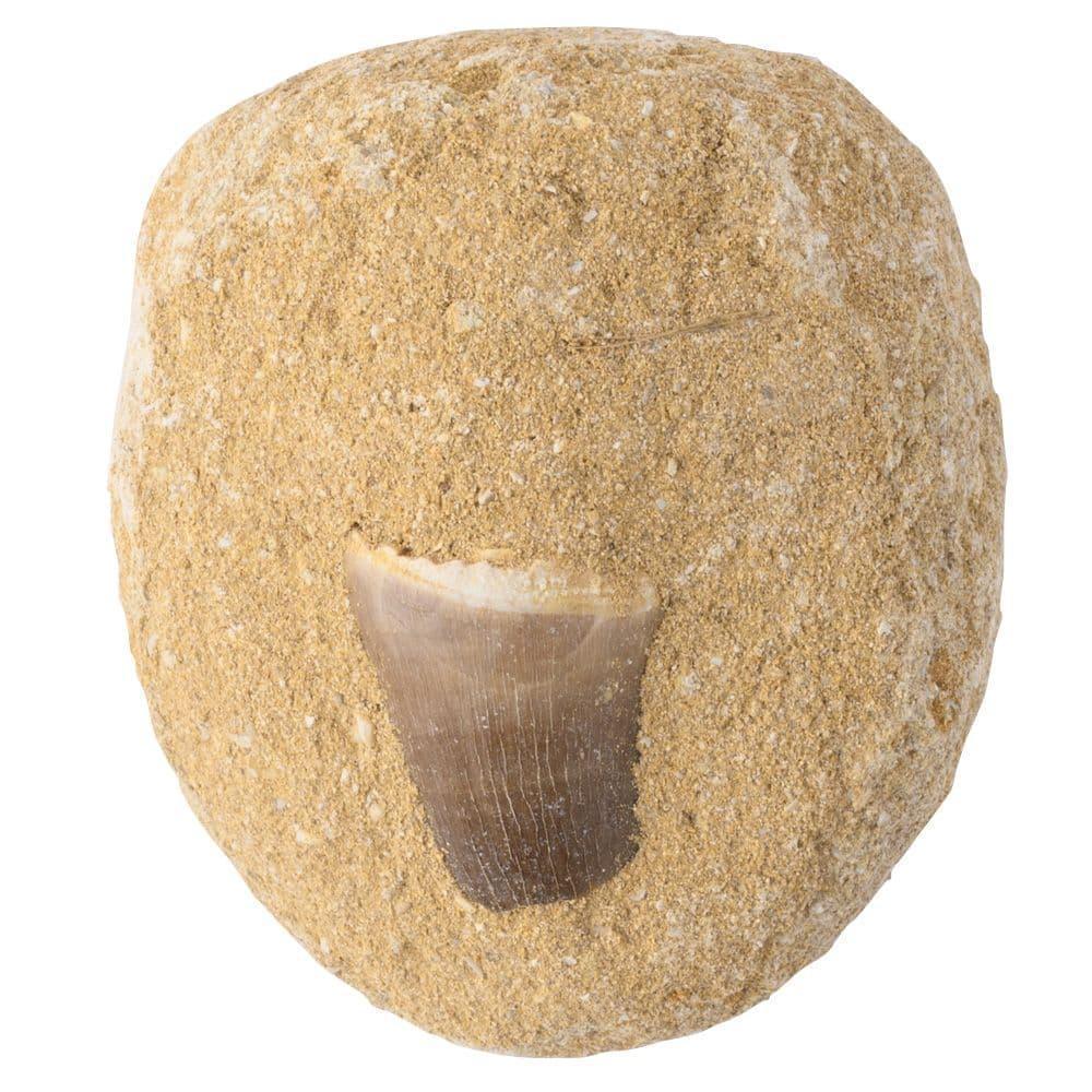 C021966-c-mosasaur-tooth-gift-boxed-with-id-card_1 - Bobobiy