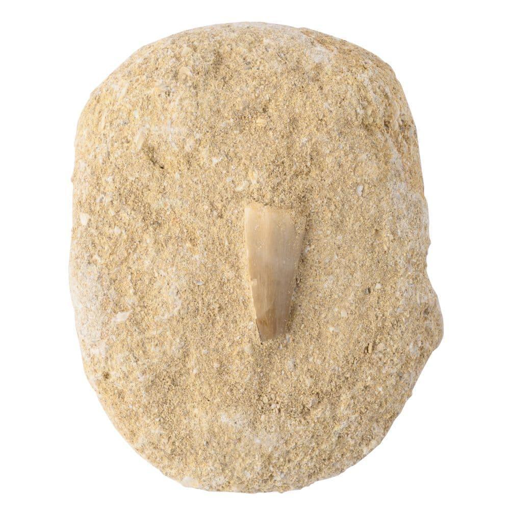 C021966-d-mosasaur-tooth-gift-boxed-with-id-card_1 - Bobobiy