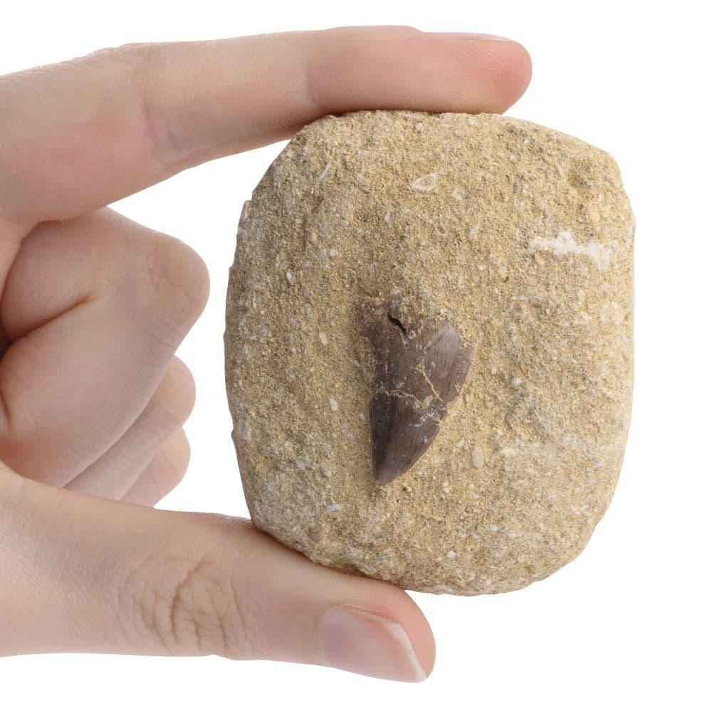 C021966-e-mosasaur-tooth-gift-boxed-with-id-card_1 - Bobobiy