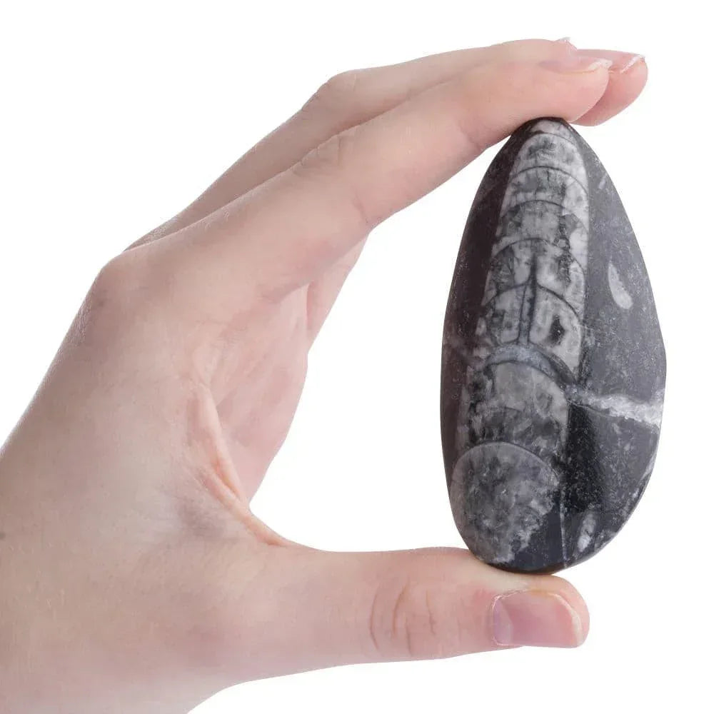 C021967-b-gift-boxed-orthoceras-fossil-with-id-card_1 - Bobobiy