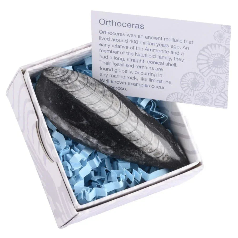 C021967-c-gift-boxed-orthoceras-fossil-with-id-card_1 - Bobobiy