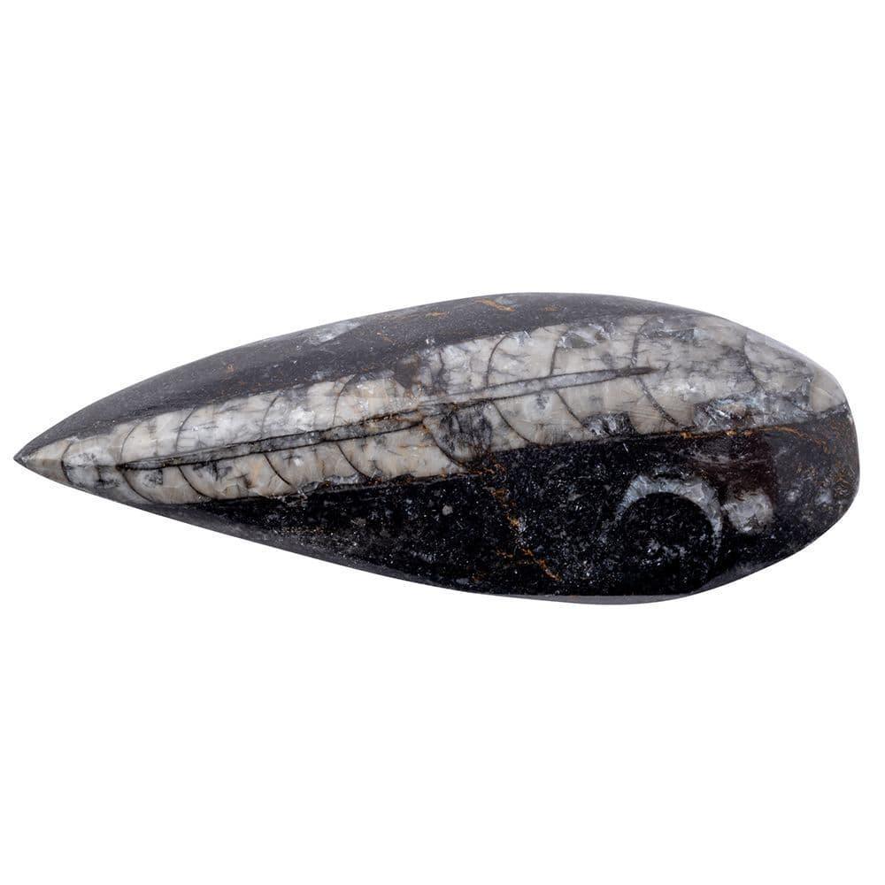 C021967-d-gift-boxed-orthoceras-fossil-with-id-card_1 - Bobobiy