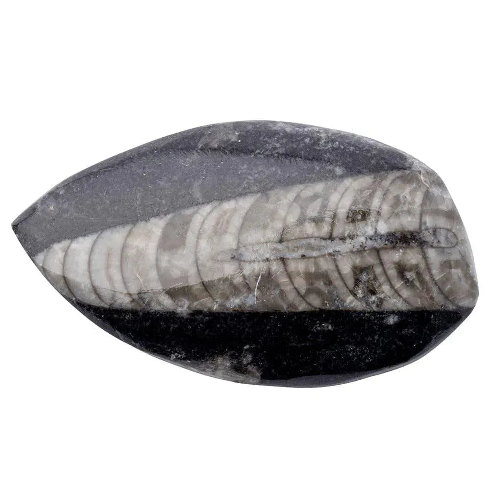 C021967-e-gift-boxed-orthoceras-fossil-with-id-card_1 - Bobobiy