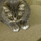 Brown cardboard cat scratching board with a cat on the textured ramp