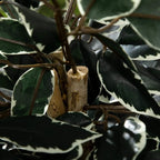 Artificial ficus trunk with speckled bark and dark green leaves in close view
