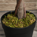 Artificial bay laurel topiary close-up: brown trunk in black pot with green moss