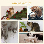Cats lounging and playing in a home setting