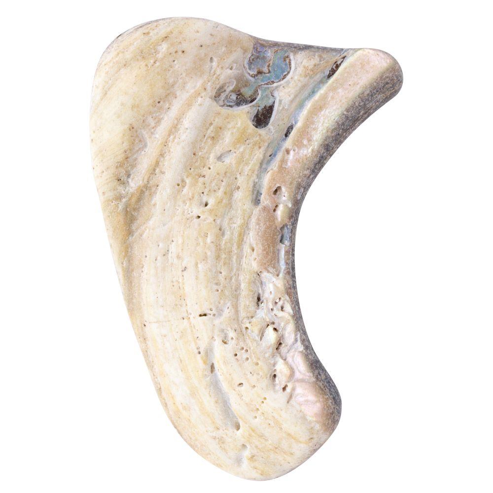 Abalone Shell Tumbled, Unsized, (sold singly)