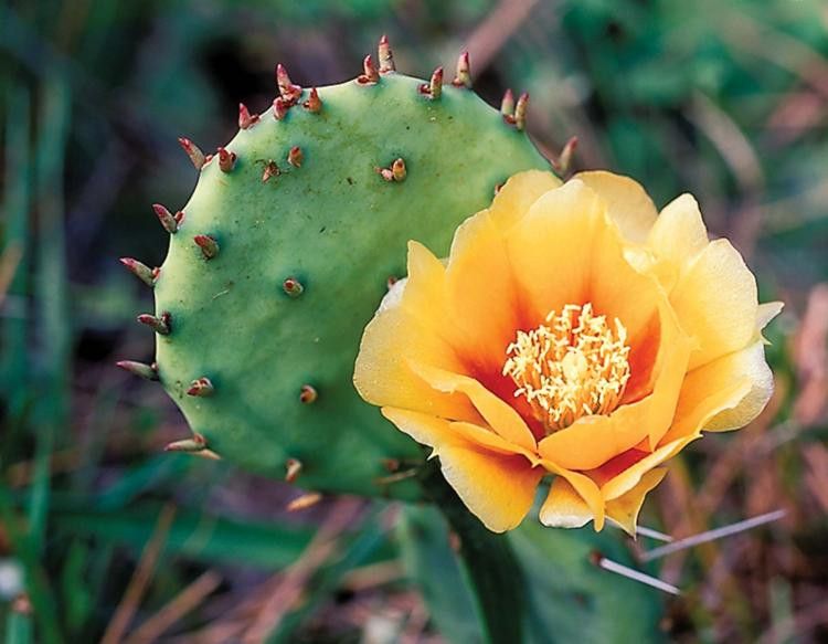 Prickly Pear Cactus Seed Oil - 1 Litre