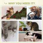 Collage of cats playing indoors, with no cat tree clearly shown