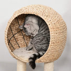 Gray cat resting inside round woven sisal condo on beige cat tree