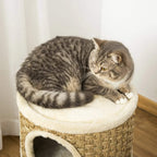 Cat lounging on the plush top of a khaki cat scratching barrel tower