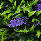 Close-up of artificial lavender flower ball with green leaves and purple blossoms